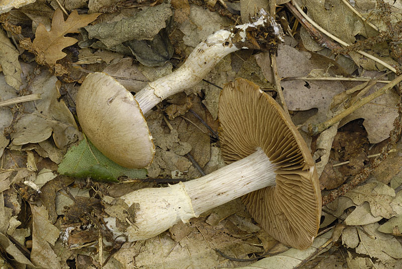 Cortinarius (subgenus Telamonia) torvus